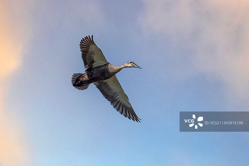 斑嘴鸭图片素材