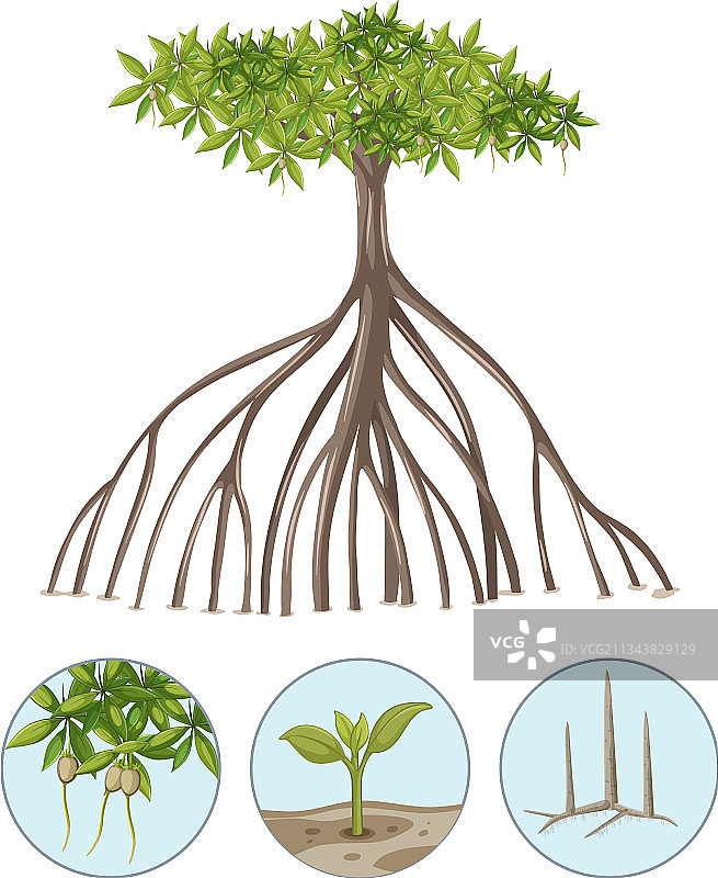 白色背景上的红树林元素图片素材