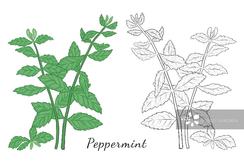 白色背景上手绘薄荷草药图片素材