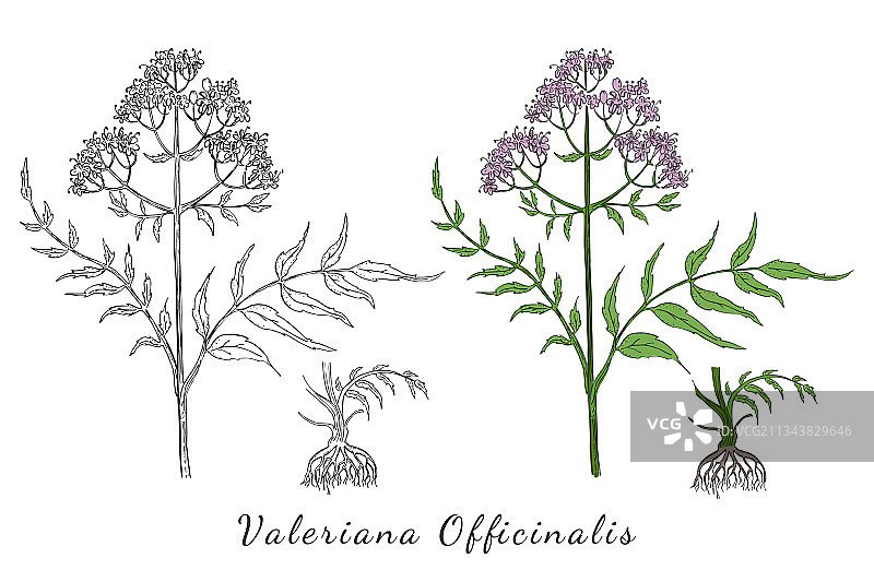 两根手绘的缬草根图片素材