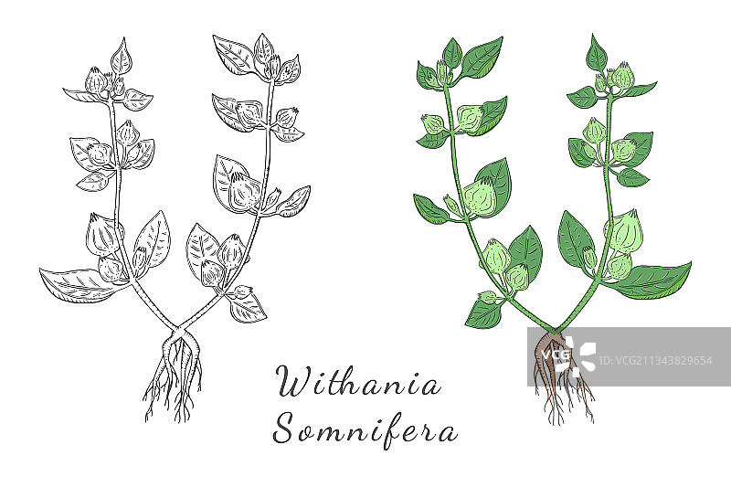 两丛手绘的印度人参图片素材