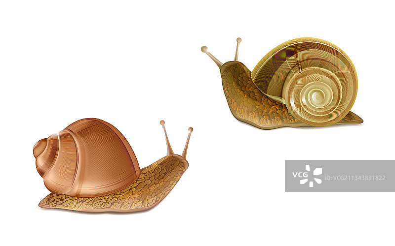 勃艮第罗马蜗牛法国美食图片素材