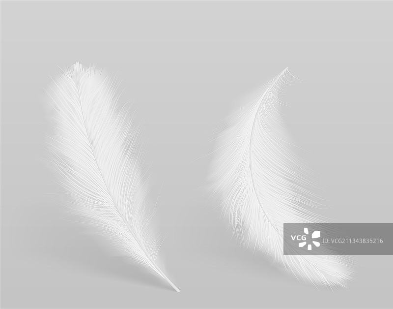 孤立的白色羽毛图片素材