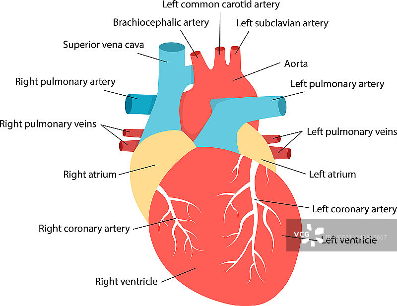带描述的教育心脏解剖图图片素材