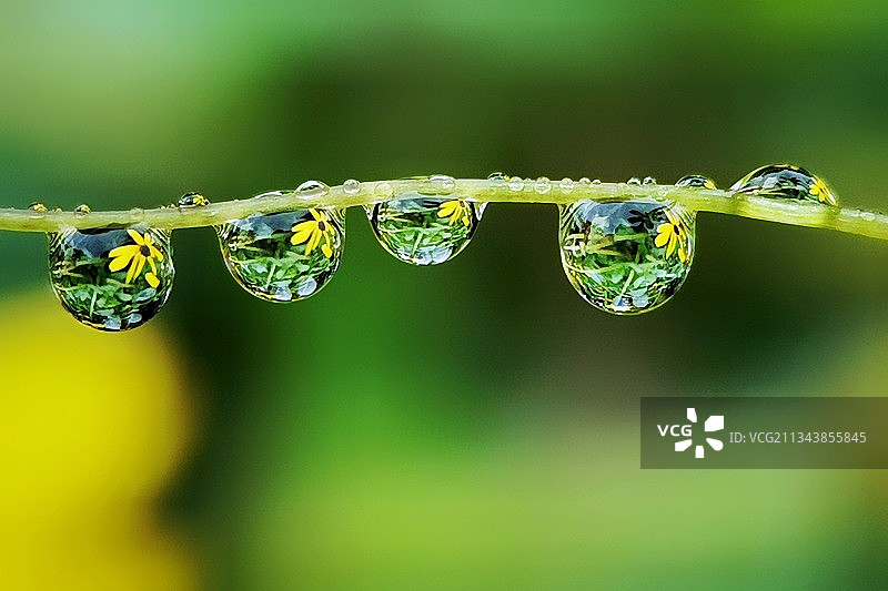 清晨雨后清新的露珠图片素材