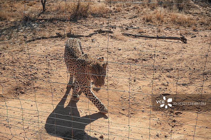 非洲的豹子图片素材
