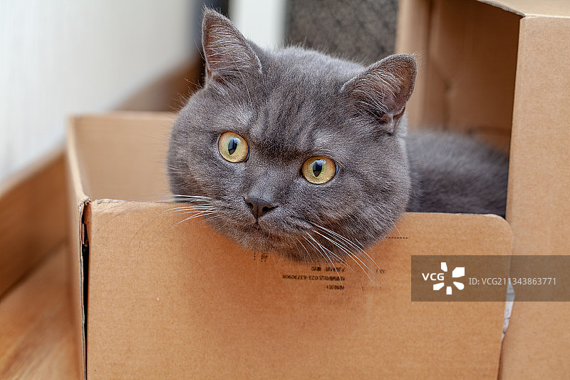 纸盒里玩耍的猫咪图片素材