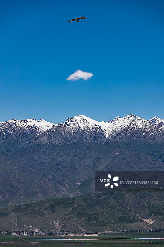 鸟和雪山图片素材