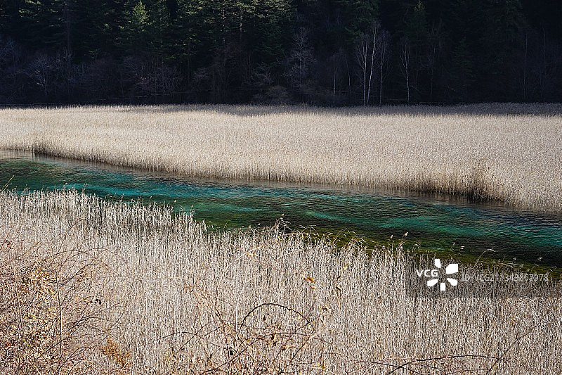 深秋的芦苇海图片素材