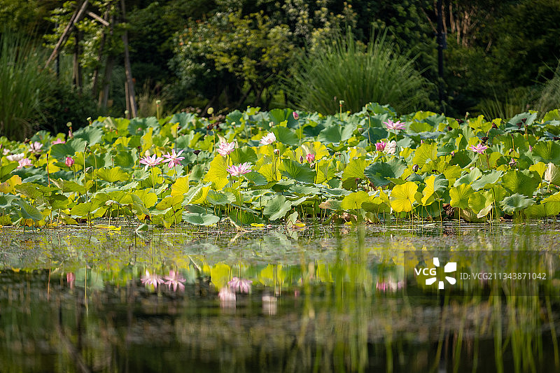 夏日公园度假小屋边池塘内盛开的荷花图片素材