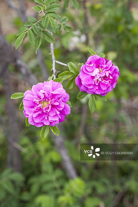 盛开的粉红色玫瑰花特写图片素材