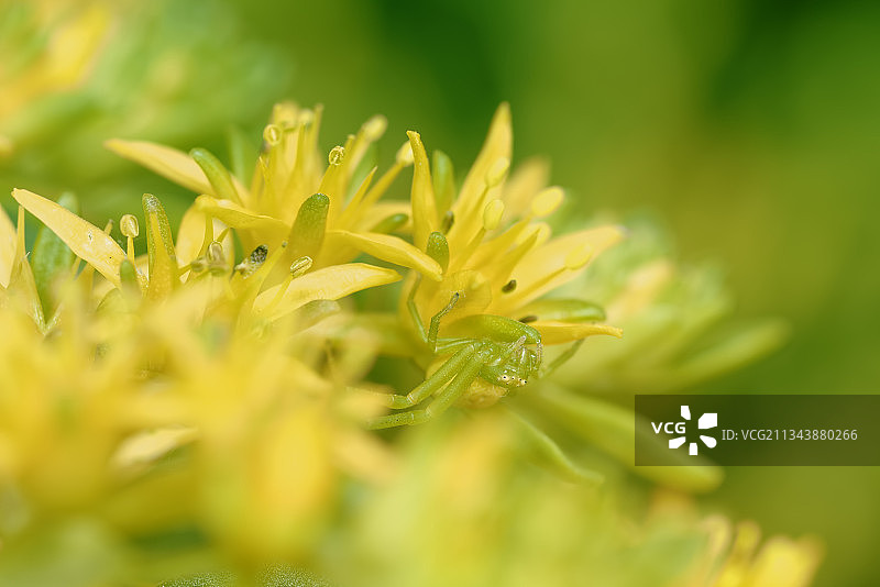 伪装色 隐蔽 小蜘蛛图片素材