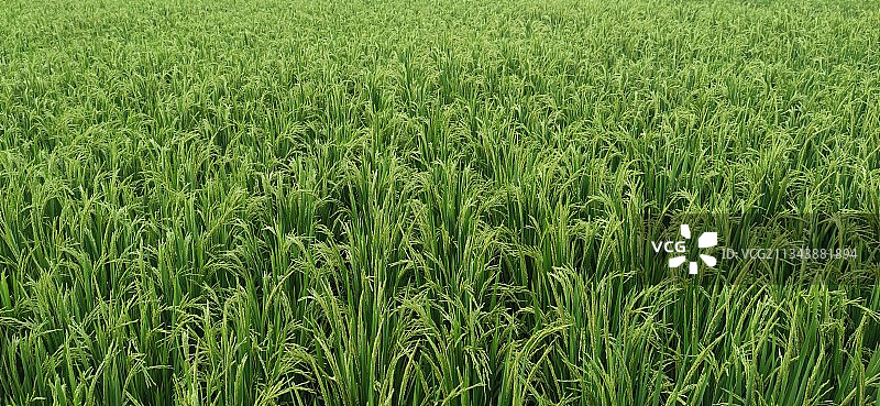鲜绿原野，青青稻苗图片素材