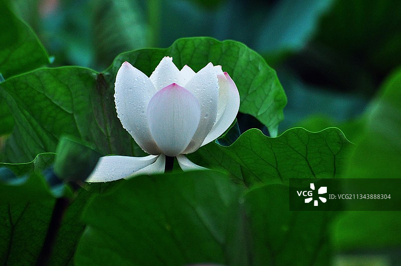 《白荷》清水出芙蓉，天然去雕饰图片素材