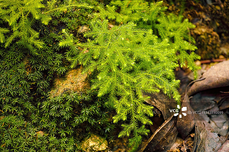 绿色植物图片素材