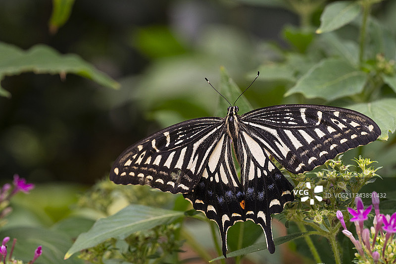 北京七彩蝶园图片素材