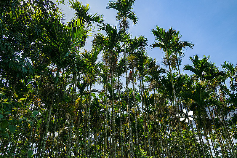槟榔林图片素材