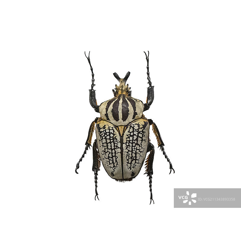 非洲刚果大王花金龟♂图片素材