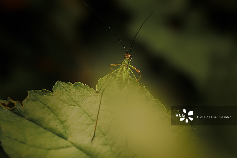 蝈蝈娃图片素材