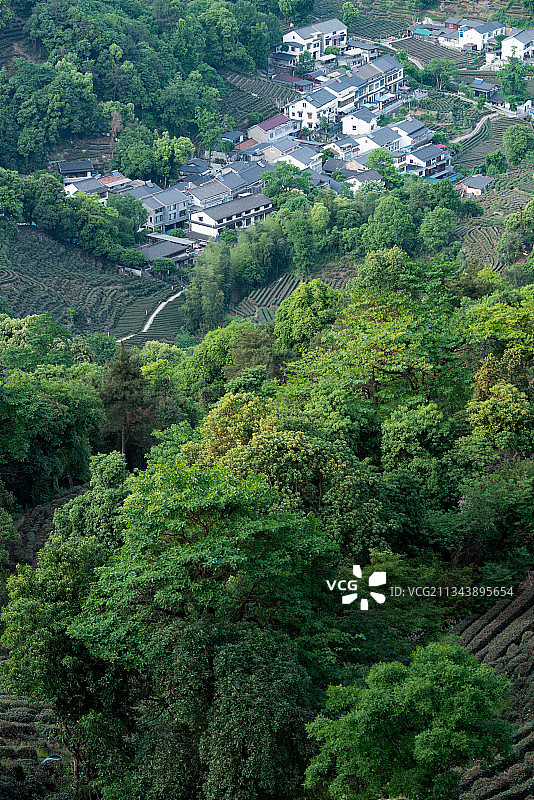 浙江省 杭州 西湖 龙井茶园图片素材