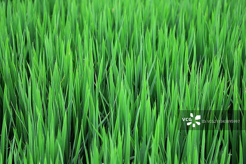 孕育丰收图片素材