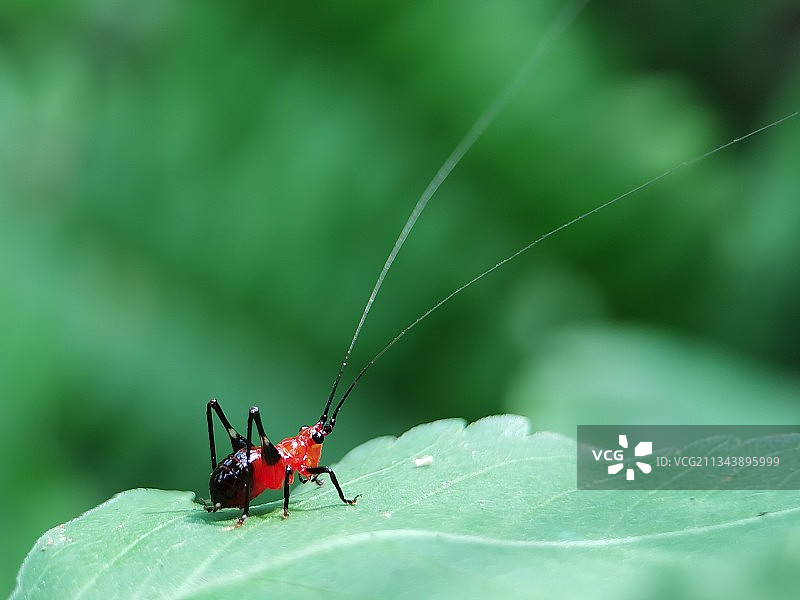 螽斯图片素材