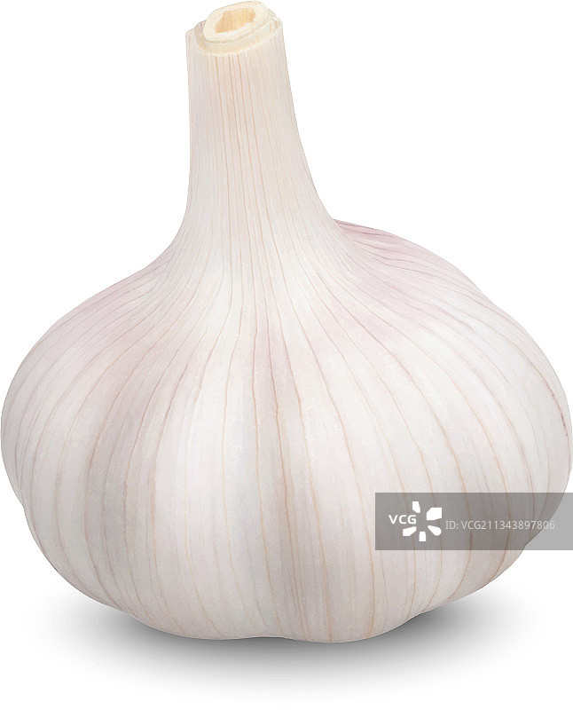 逼真大蒜头干蒜隔离图片素材