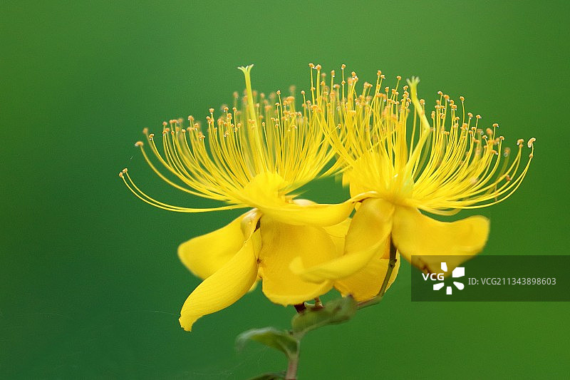 金丝桃图片素材