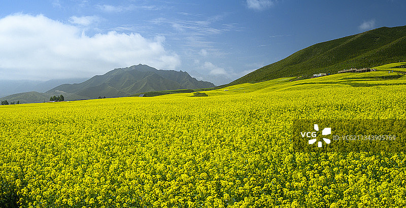 甘肃民乐油菜花图片素材