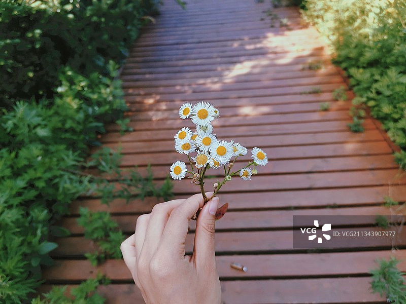 修剪过的手拿着花在人行道上图片素材