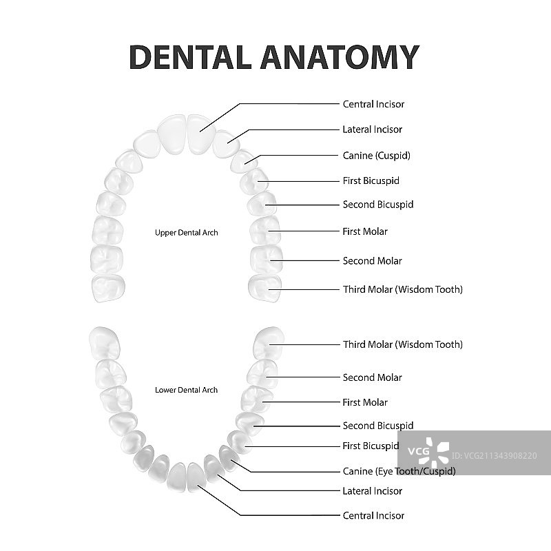 3D逼真成人上下颌牙齿模型图片素材