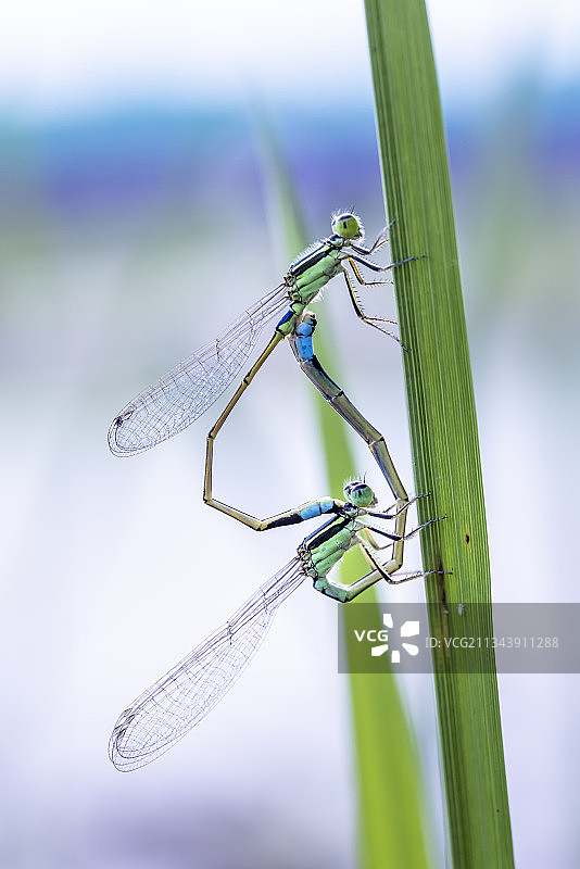 停在叶子上交配的豆娘图片素材