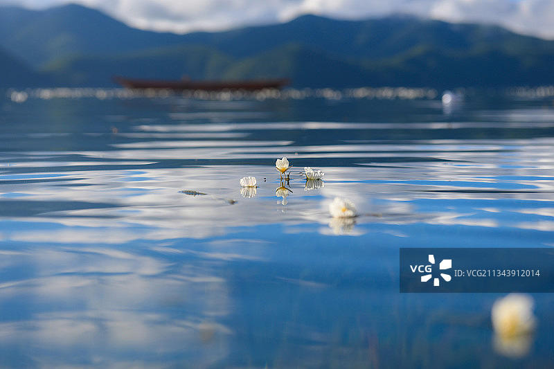 飘零在泸沽湖面的水性杨花图片素材
