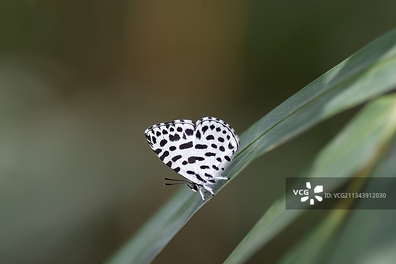 罕见的蚜灰蝶图片素材