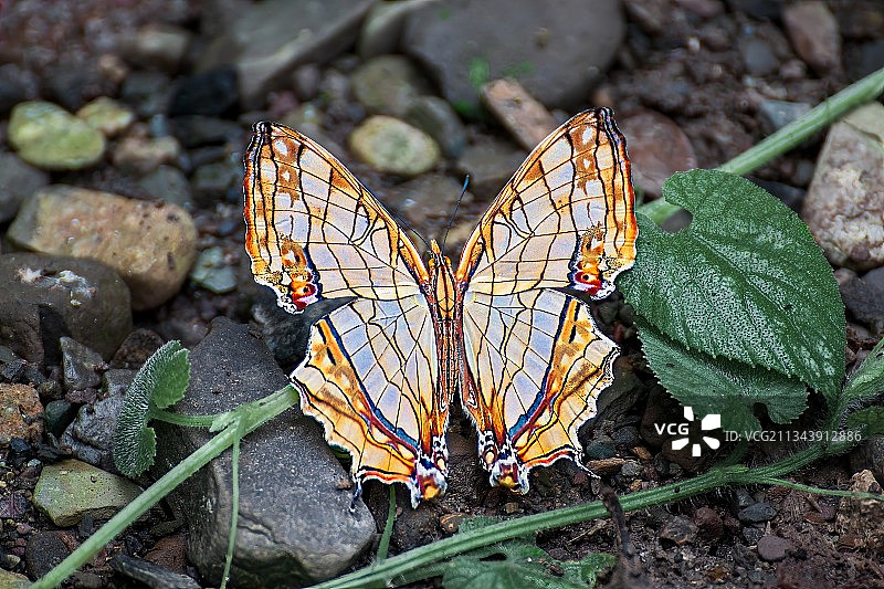 丝纹蛱蝶图片素材