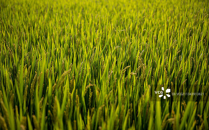 上海长兴岛郊野公园拓展部图片素材