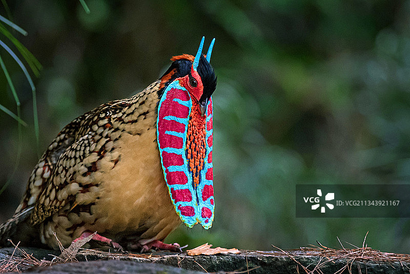 求偶发情的公黄腹角雉图片素材