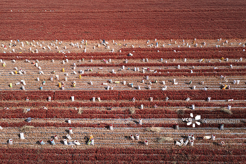 辣椒，农业，采摘，新疆，红色，农田，纹理，规模，农忙，秋收，图片素材