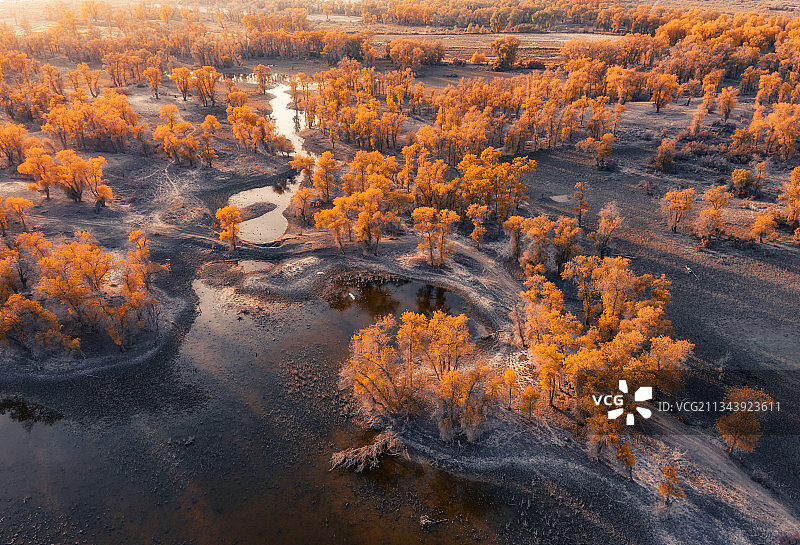 日落，晚霞，塔里木河，胡杨林，胡杨，秋季，立秋，金色，秋景图片素材