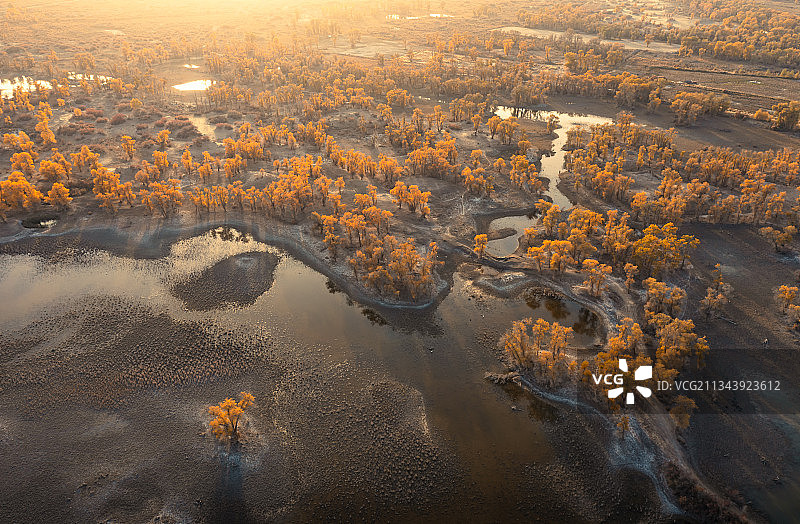 日落，晚霞，塔里木河，胡杨林，胡杨，秋季，立秋，金色，秋景图片素材