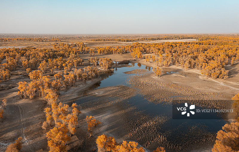 日落，晚霞，塔里木河，胡杨林，胡杨，秋季，立秋，金色，秋景图片素材