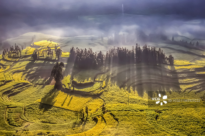 二月罗平油菜花图片素材