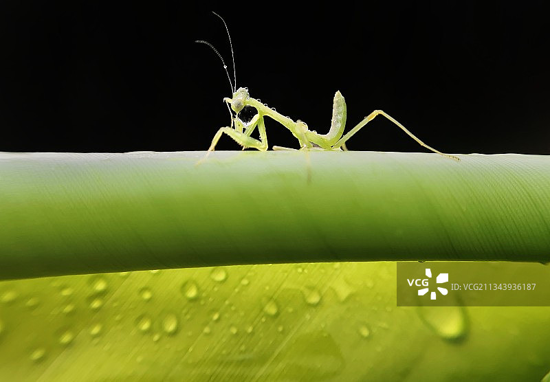 雨后螳螂图片素材