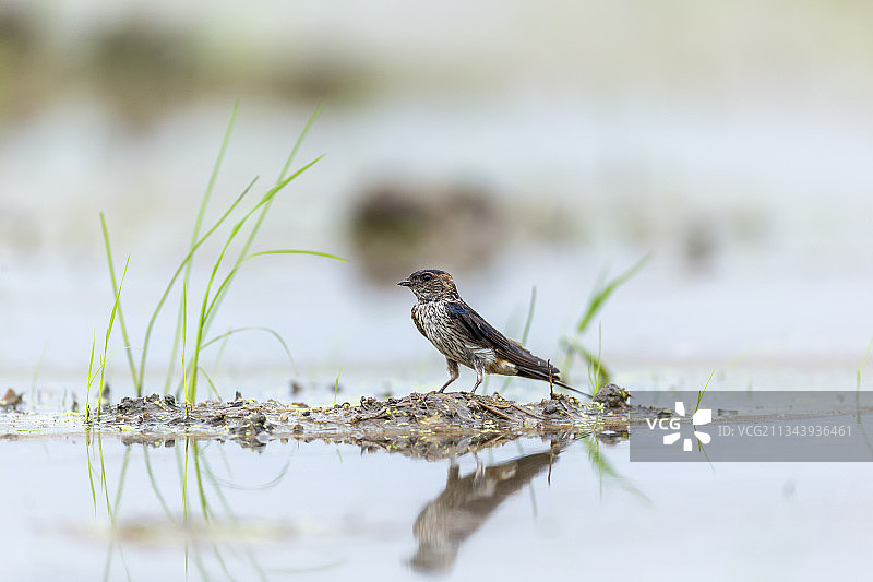 春天里一只金腰燕飞落沼田衔泥筑巢图片素材