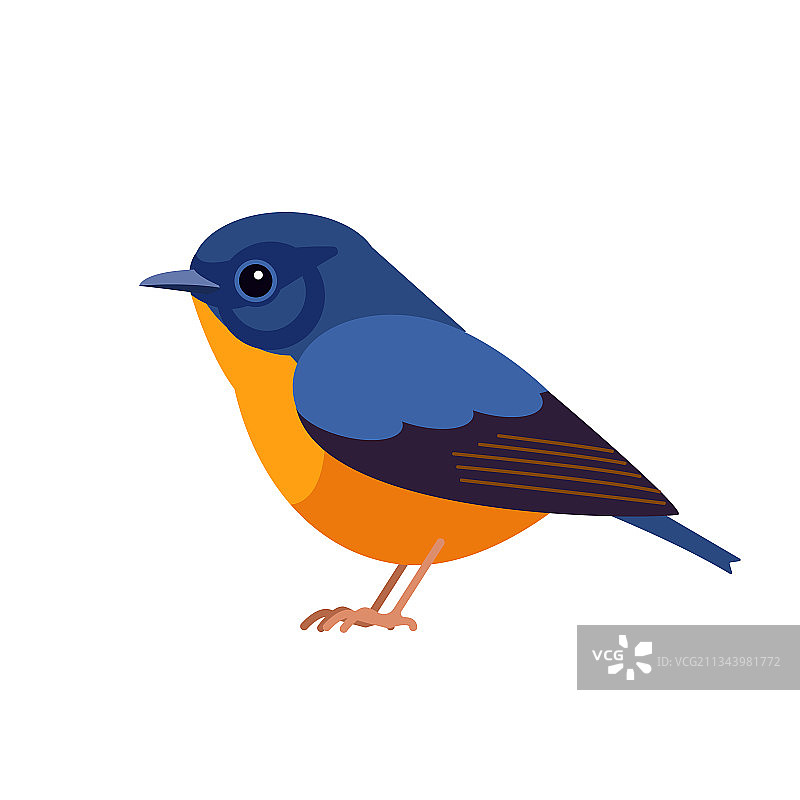 蓝额红尾鸲鸟类图片素材
