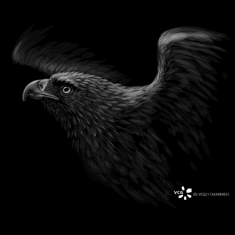 黑白图形风格的猎鹰画像图片素材