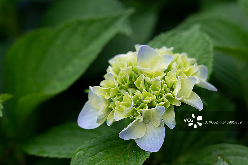 福建南平市政和县念山梯田景区的绣球花图片素材
