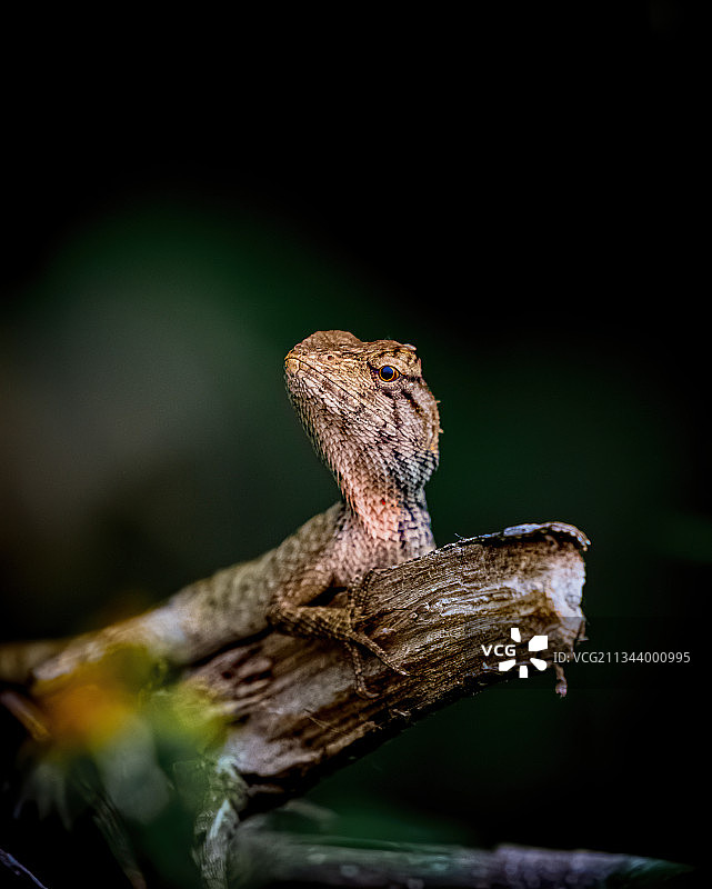 变色树蜥图片素材