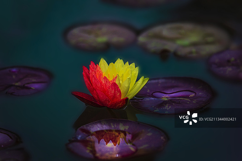 双色睡莲图片素材