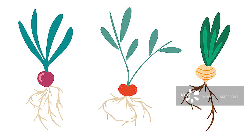 不同的块根类蔬菜图片素材